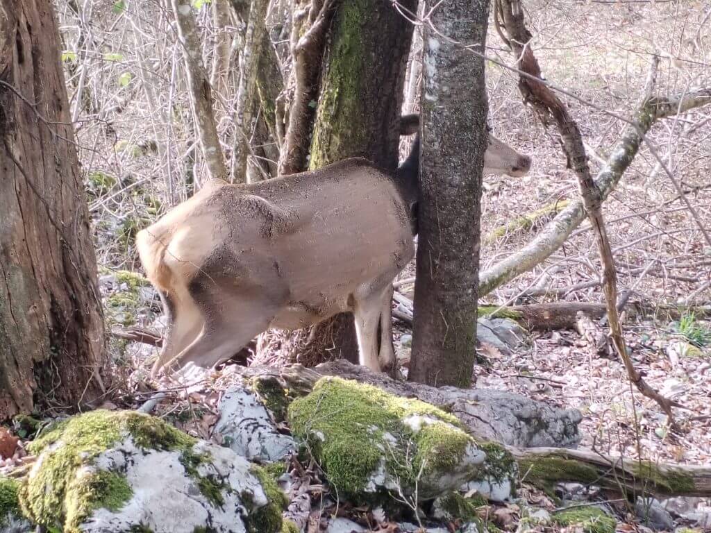 REŠEVANJE KOŠUTE IZ NARAVNE PASTI